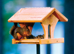 Red Squirrel on Double Vision Red Squirrel on Double Vision