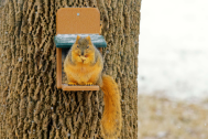 Squirrel on Feeder