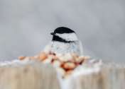 Carolina Chickadee Peanuts